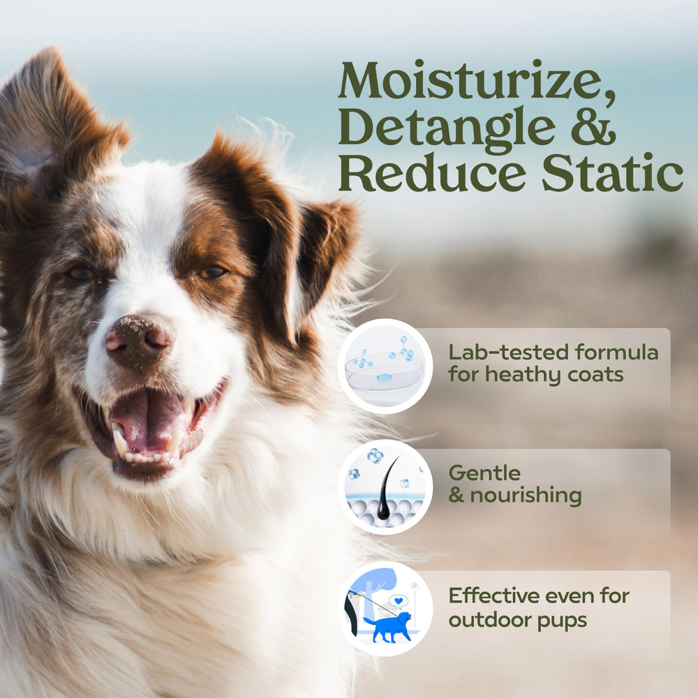 Paw Fume Blue Ribbon spritz on coat showing even mist coverage for deodorizing.