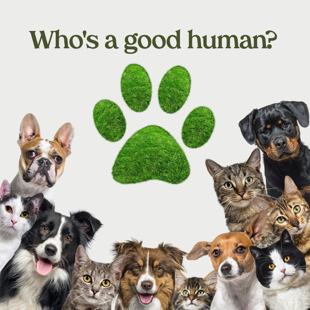 Paw Fume pro-groomer-recommendation suggests spa-quality results at home.