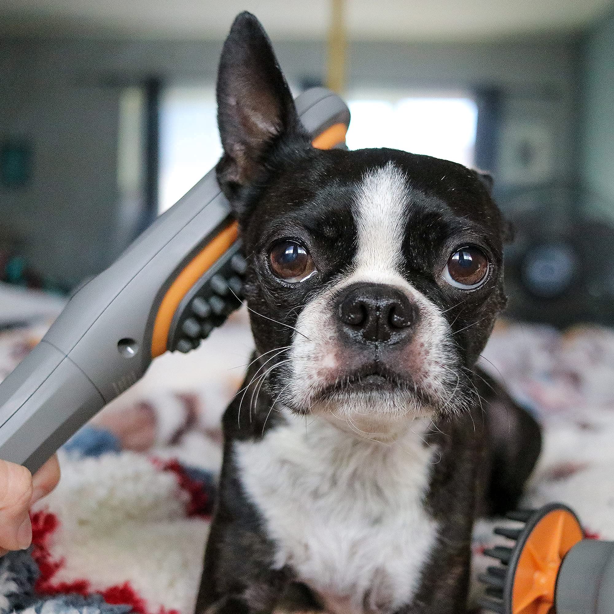 PAW WAVE Buzz brush pre-play session helps ease stiffness before activity