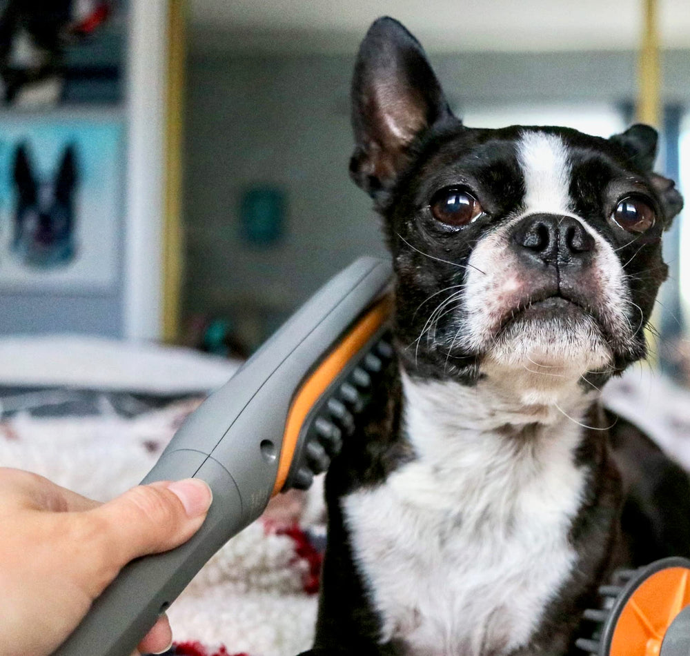PAW WAVE Buzz brush in action suggests relaxation and reduced tension through vibration