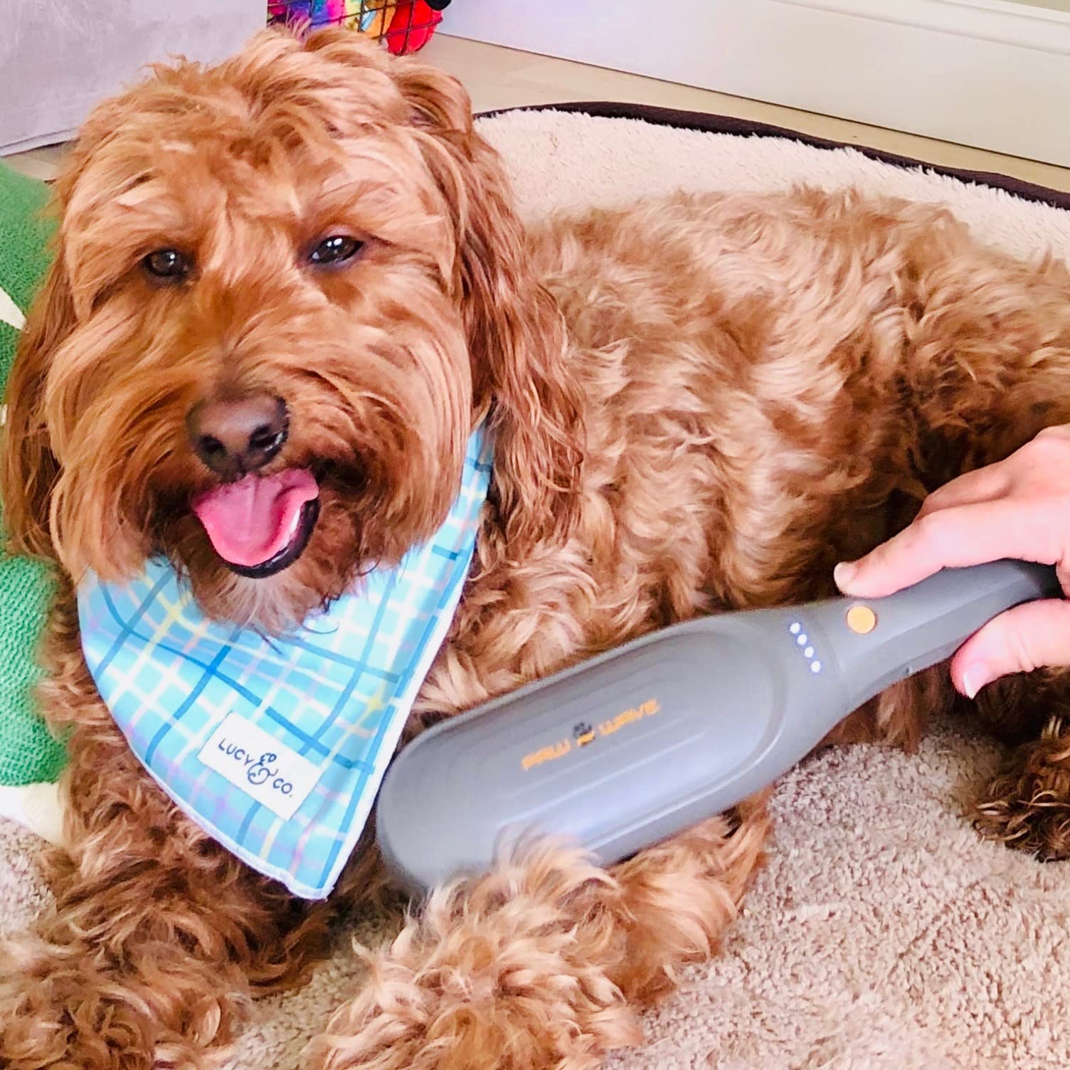 PAW WAVE Buzz brush veterinary-recommended badge signals trusted massage support for pets