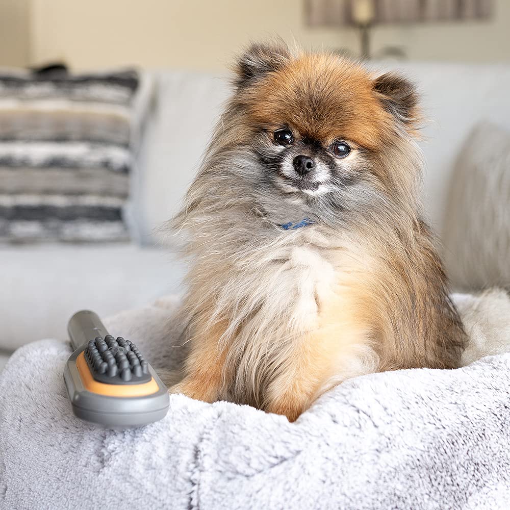 PAW WAVE Buzz brush warms up your dog before playtime with gentle vibration