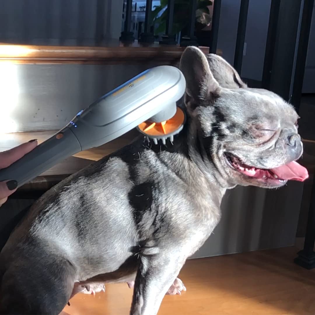 PAW WAVE PERK assists during dog rehabilitation sessions at home