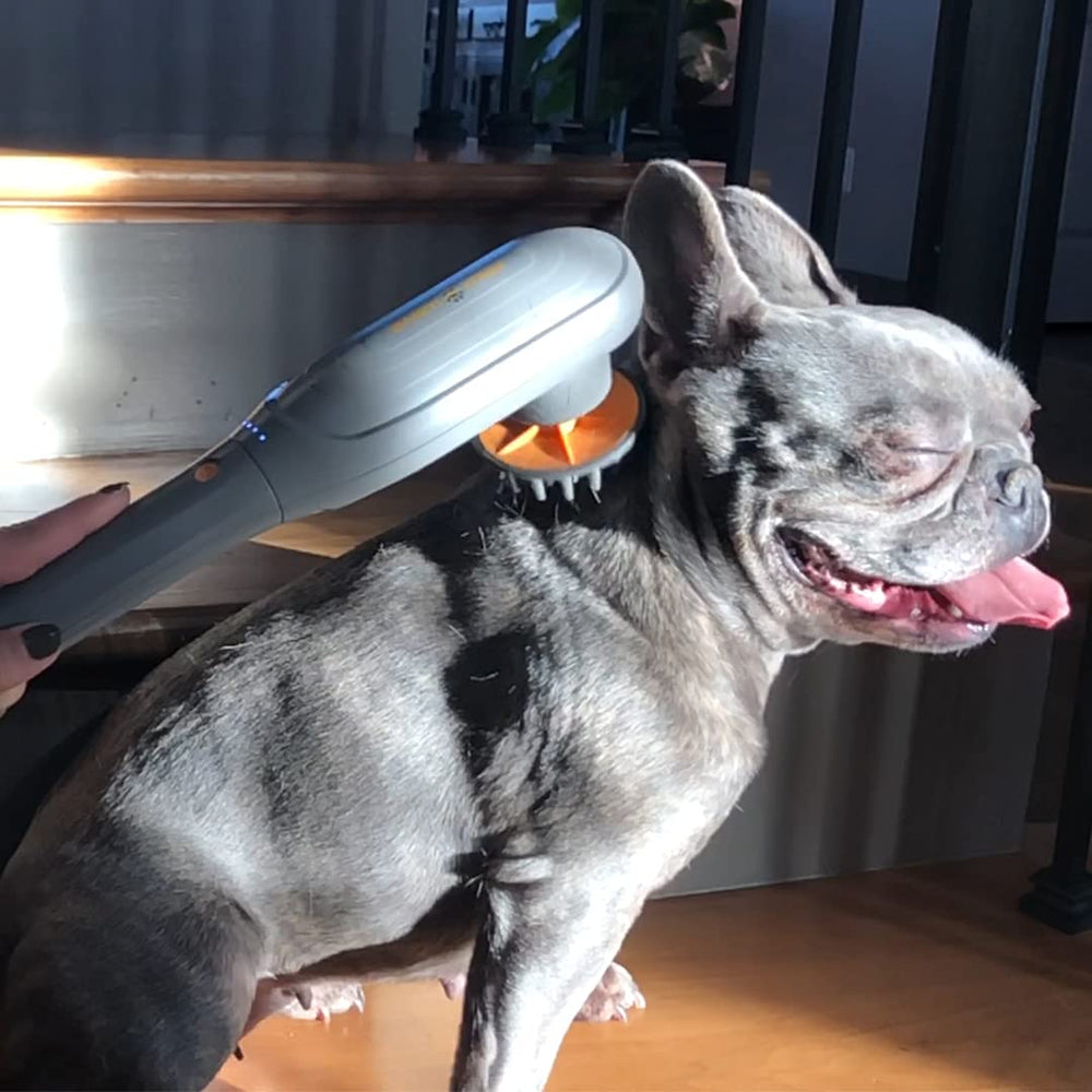 PAW WAVE PERK assists during dog rehabilitation sessions at home