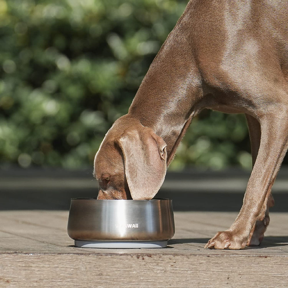 Pawaii bite-resistant stainless steel withstands daily, energetic use.
