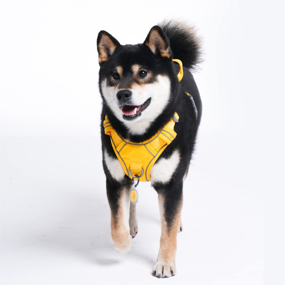 Pawaii dog harness breathable padding keeps dogs comfortable on hikes