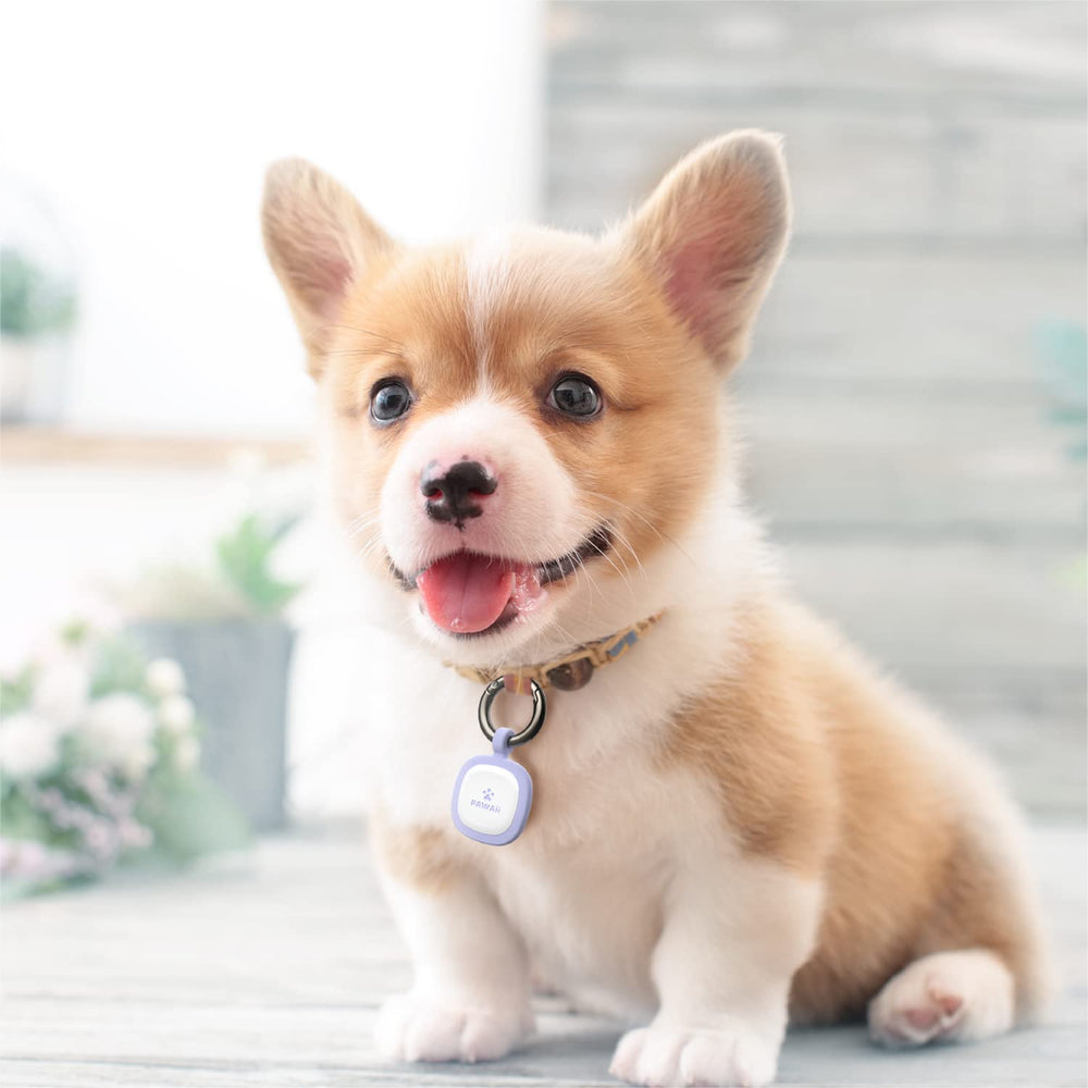 Pawaii close-up on collar demonstrates secure attachment and safety