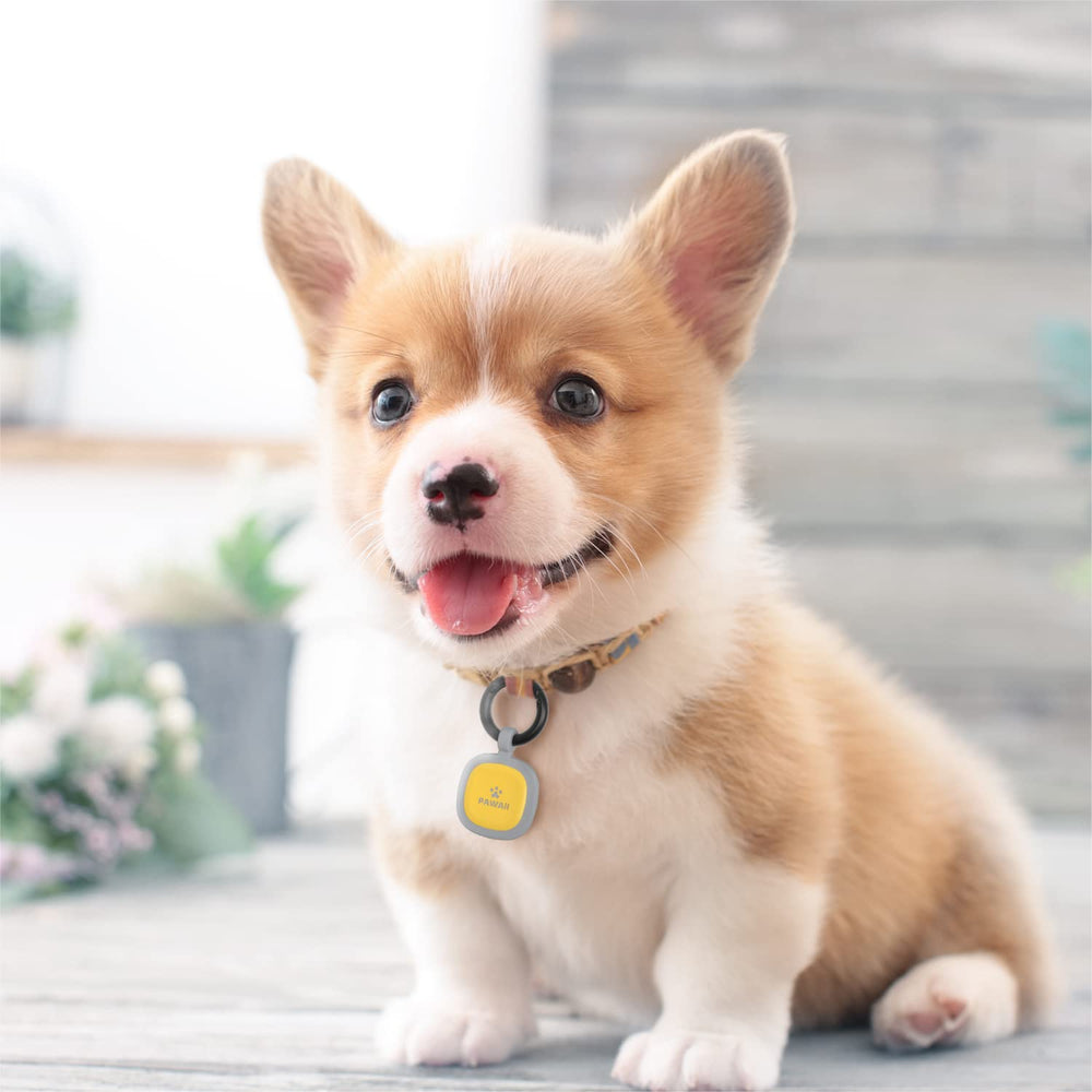 Pawaii dog ID tag QR code scan enables quick reunification.