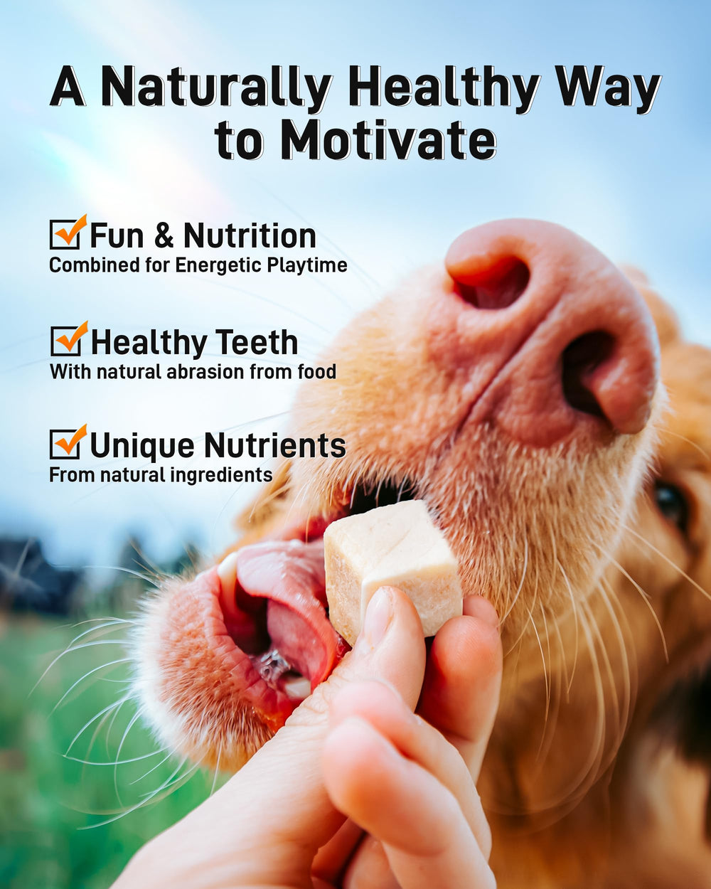 Pawaura dogs-cats-all-ages image suggests suitability for pets of all ages.