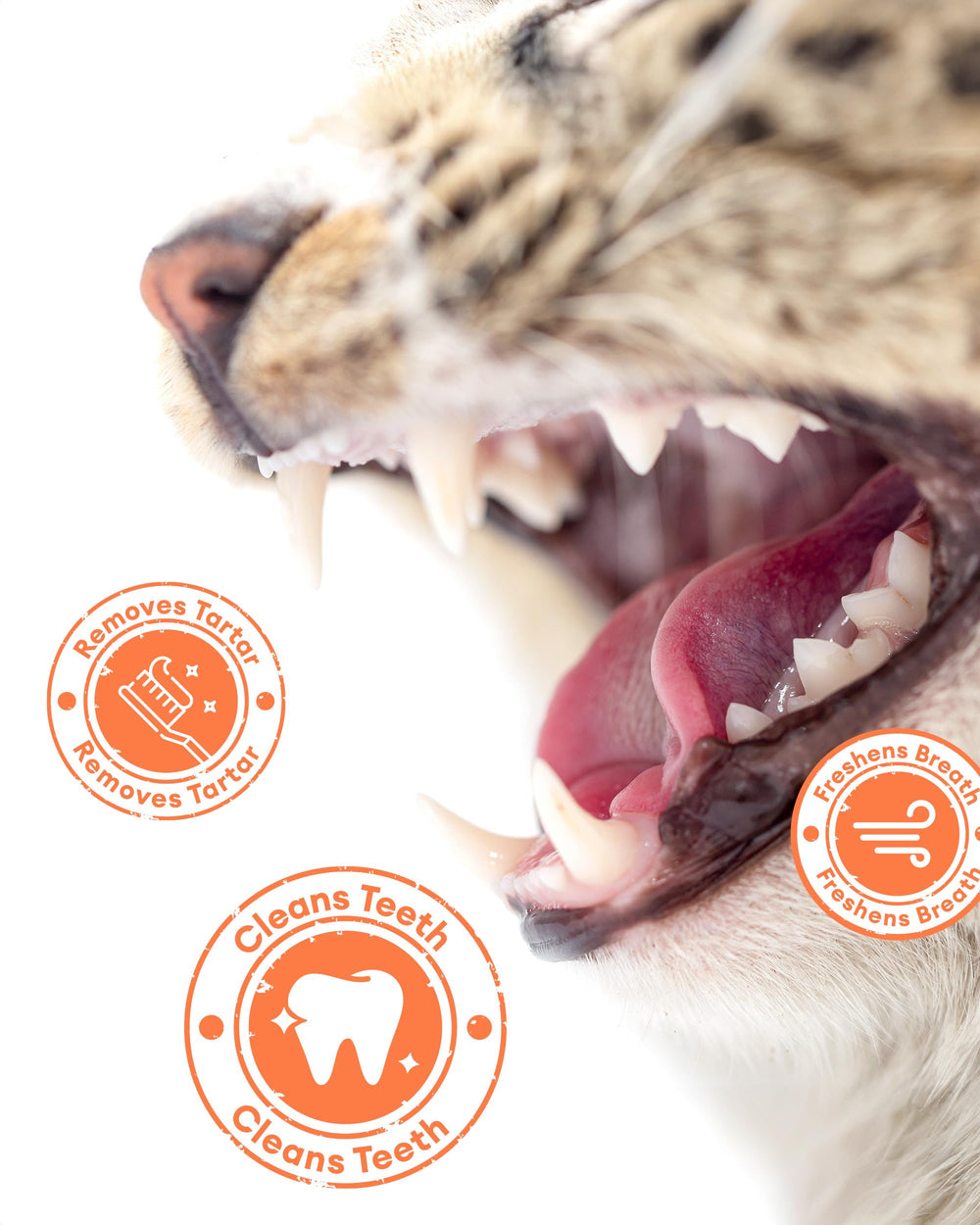 Pawaura resealable tub keeps treats fresh for multi-cat households