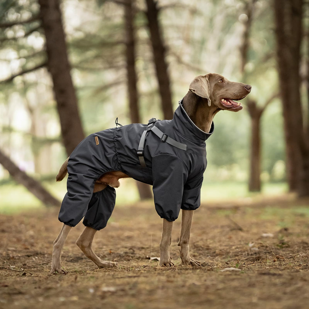 PAWBOSE reflective strips on the collar boost nighttime visibility during low-light strolls.