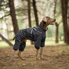 PAWBOSE reflective strips on the collar boost nighttime visibility during low-light strolls.