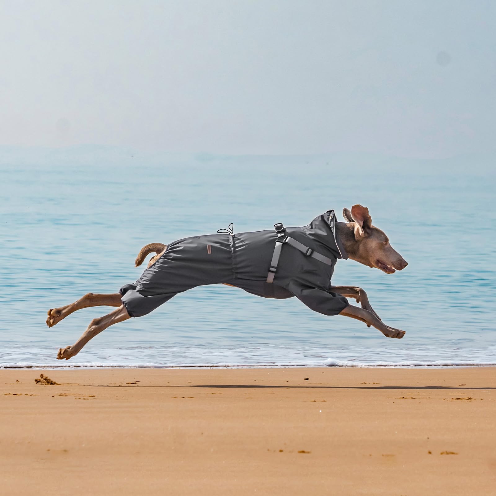 PAWBOSE size chart highlights eight sizes for proper fit across breeds.