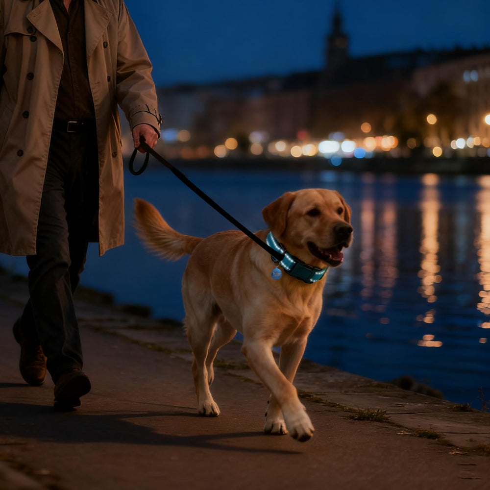 PawDuct personalized ID Tag collar showcases customizable ID options.