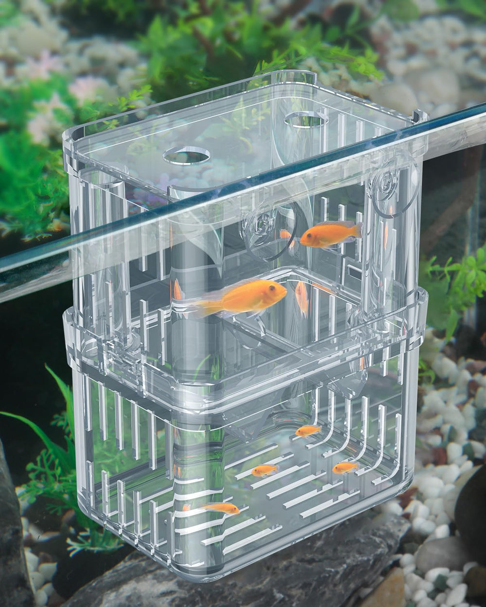 Pawfly Aquarium Breeding Box front view for easy fry monitoring.