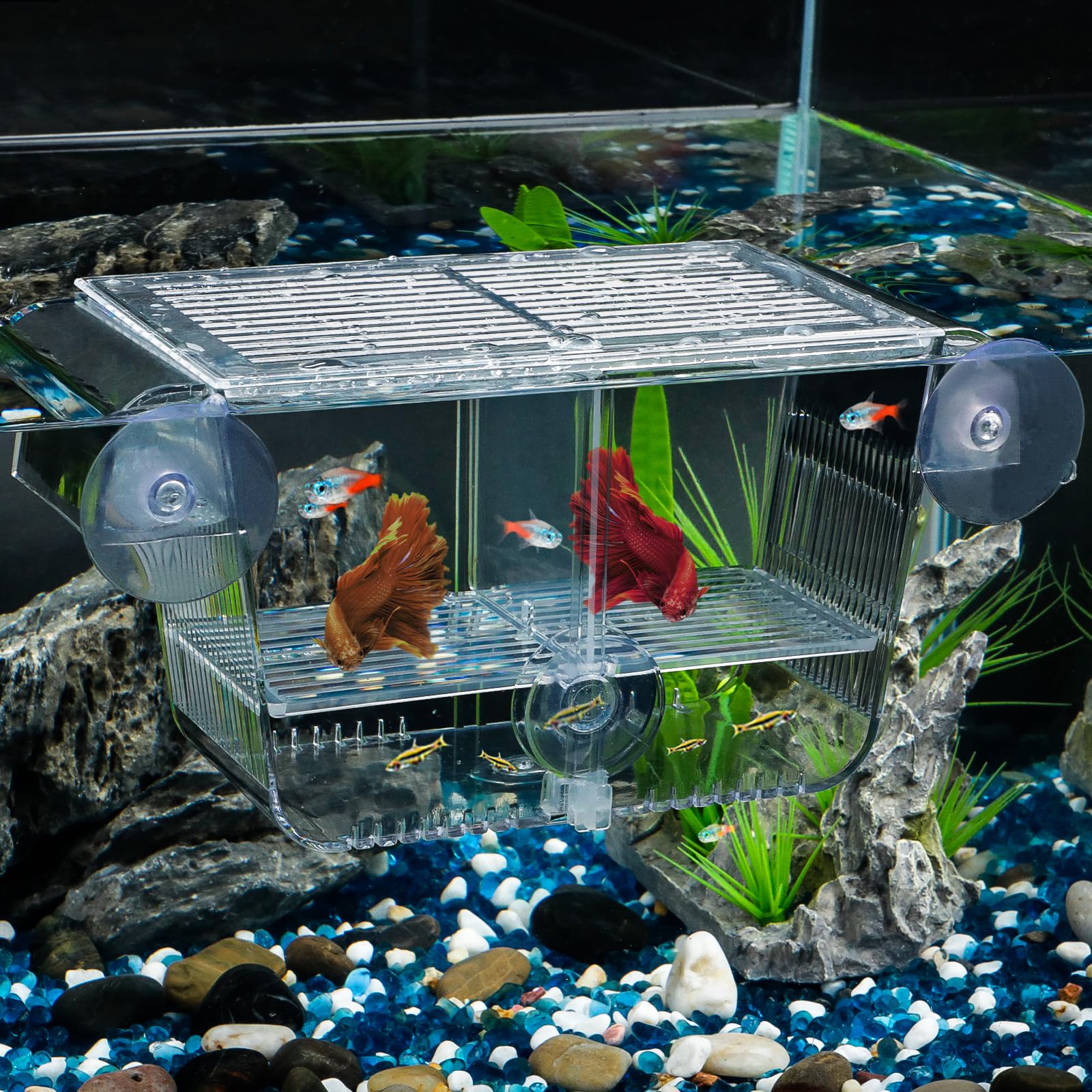 Pawfly aquarium fish breeding box hatchery view demonstrates clear fry protection in action.