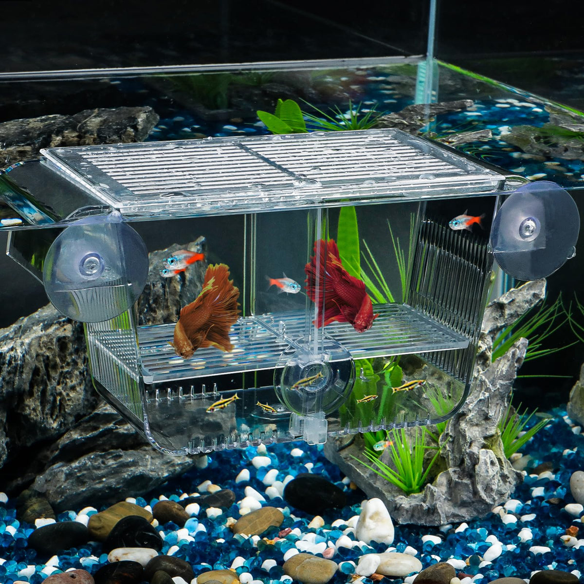 Pawfly aquarium fish breeding box hatchery view demonstrates clear fry protection in action.