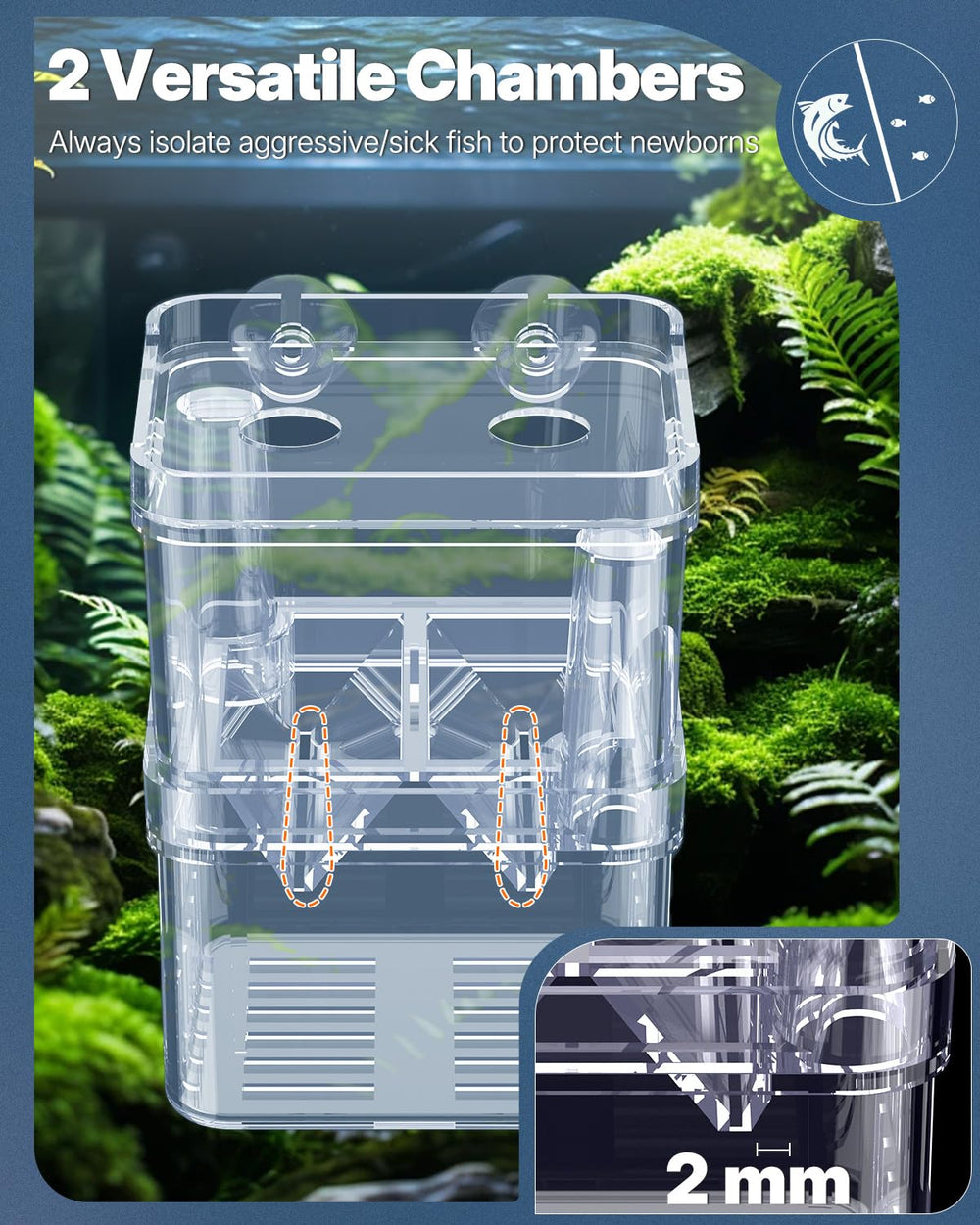 Pawfly breeding box divider inside reveals two-chamber setup for fry and isolates.