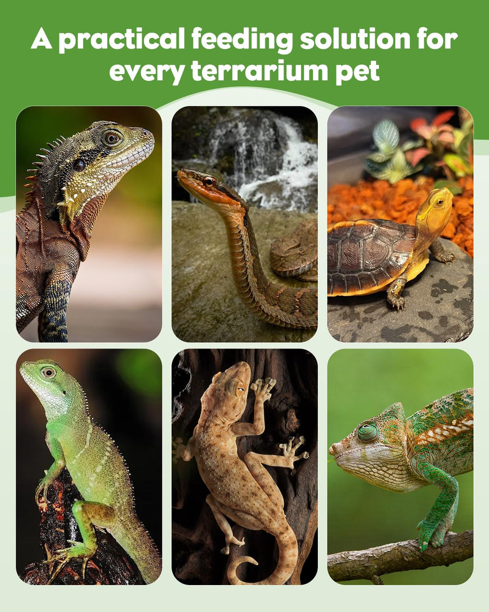 Pawfly multipurpose reptile care kit 3pack supports feeding and cleaning