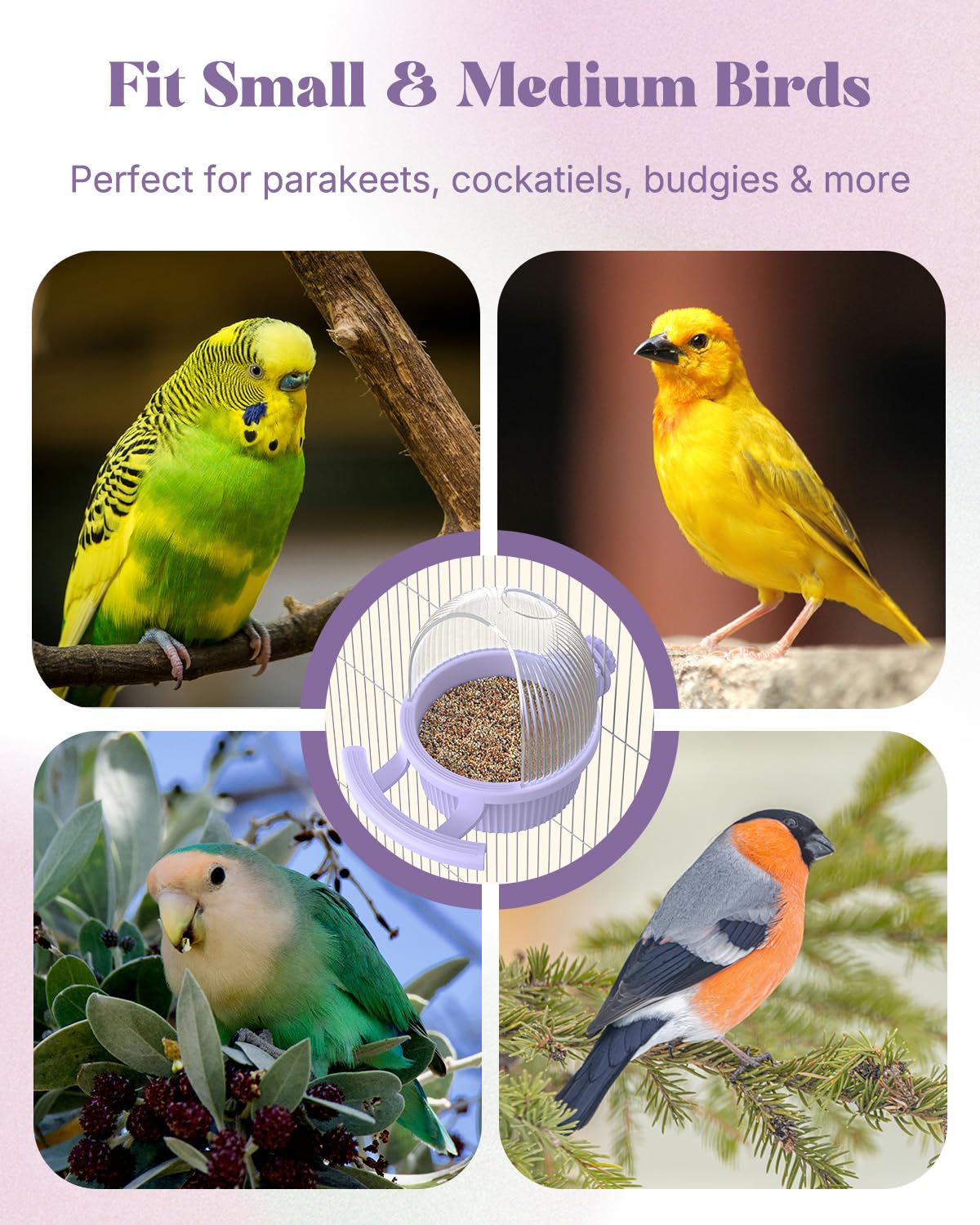 Pawfly No Mess Bird Feeder small-bird setup ideal for parakeets and lovebirds