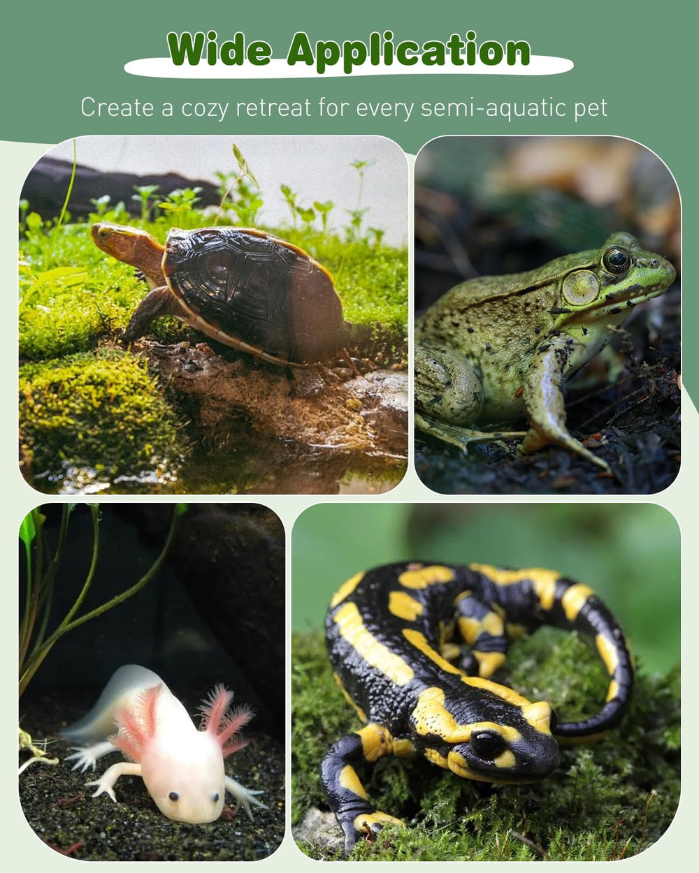 Pawfly Turtle Dock versatile use for turtles, frogs, crabs, and newts