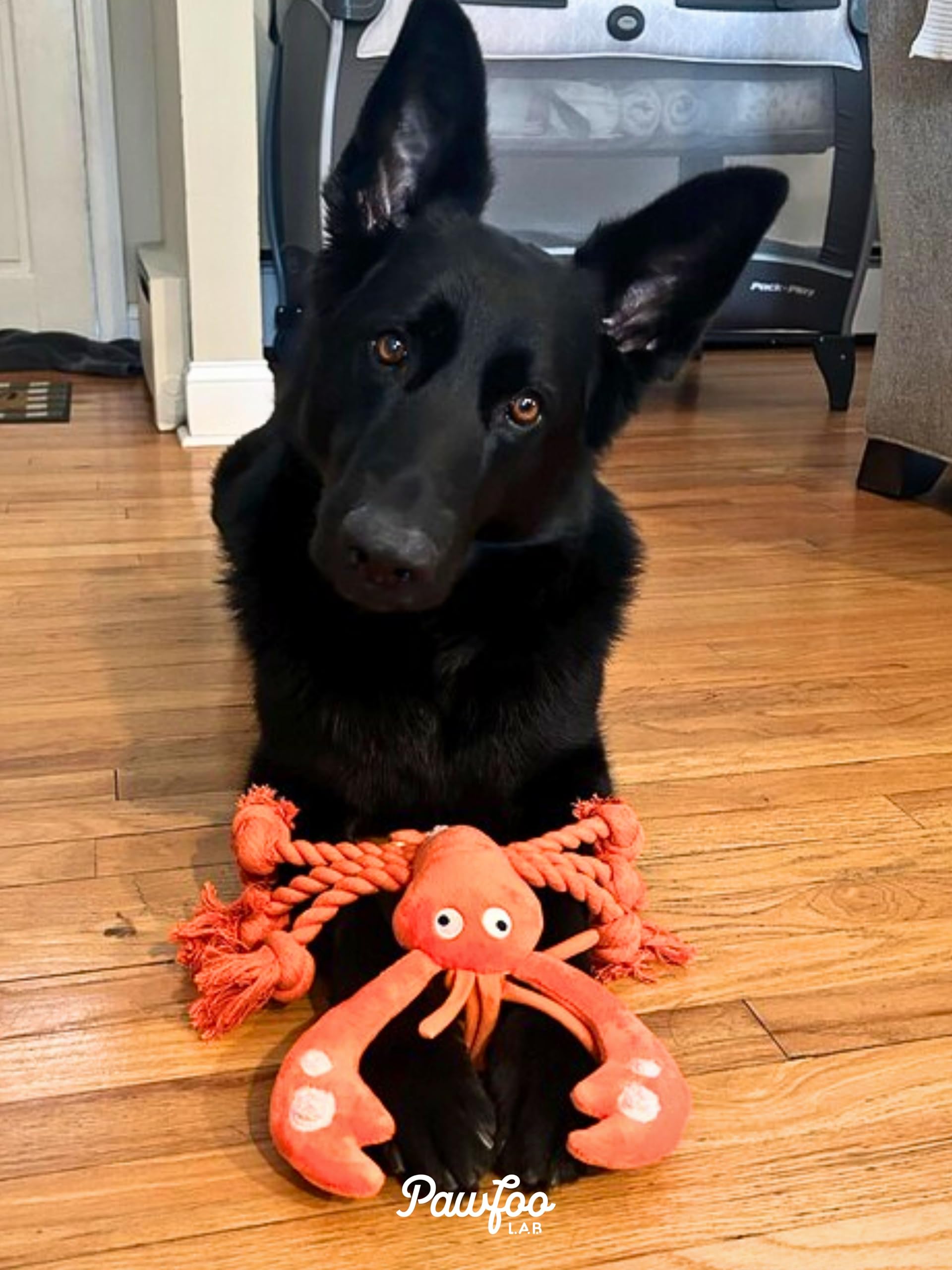 Pawfoo Lab lobster toy machine washable with an included laundry bag.