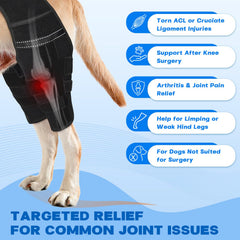 Pawfun dog knee brace secured-fit demonstrates no-slip design during activity.