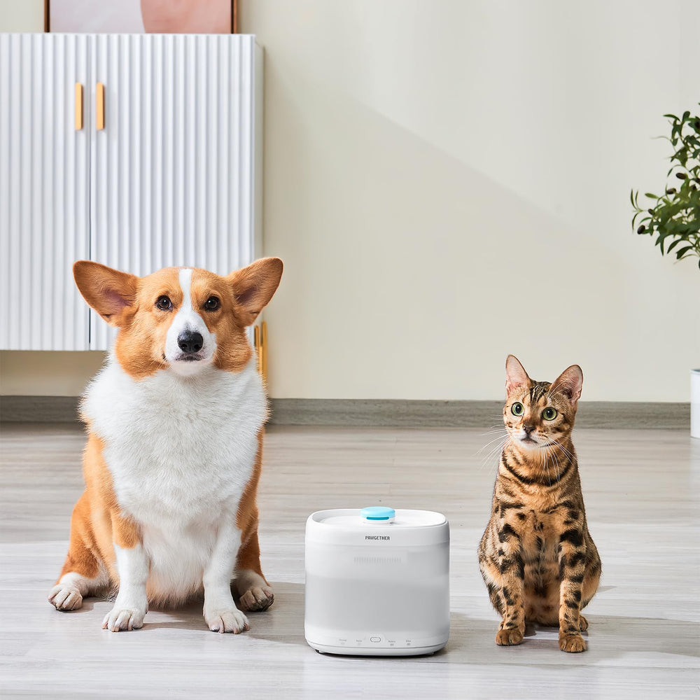 PAWGETHER filtered water fountain in action suggests fresher water for pets.