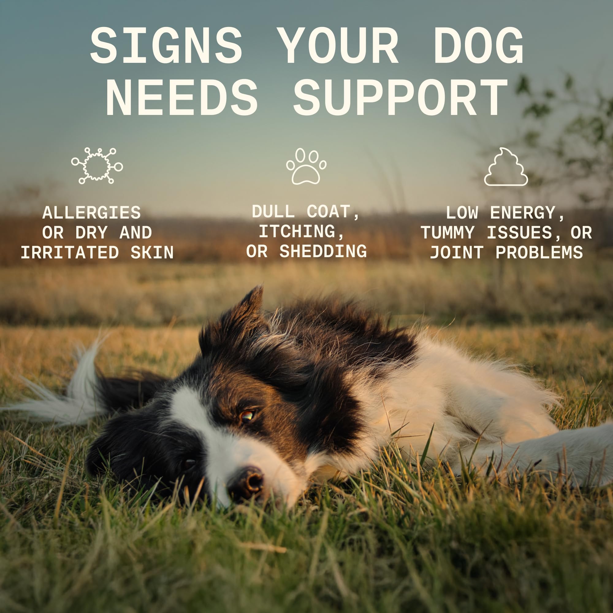 PAWGRESS colostrum powder for dogs highlights immune support and digestion benefits.