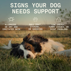 PAWGRESS colostrum powder for dogs highlights immune support and digestion benefits.