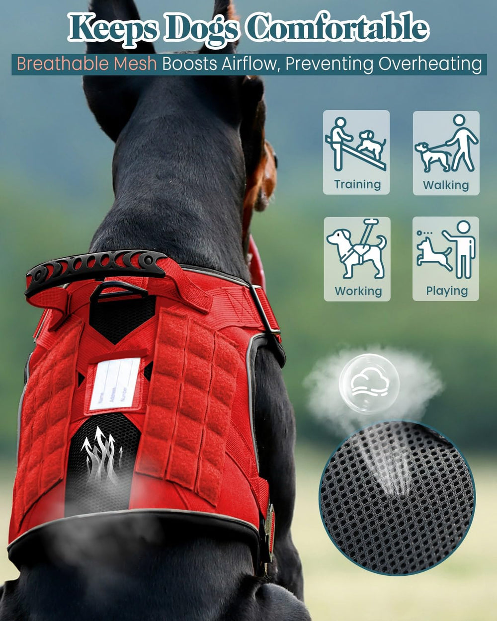 PawistaPal harness with four-point adjustments for a snug, customized fit.
