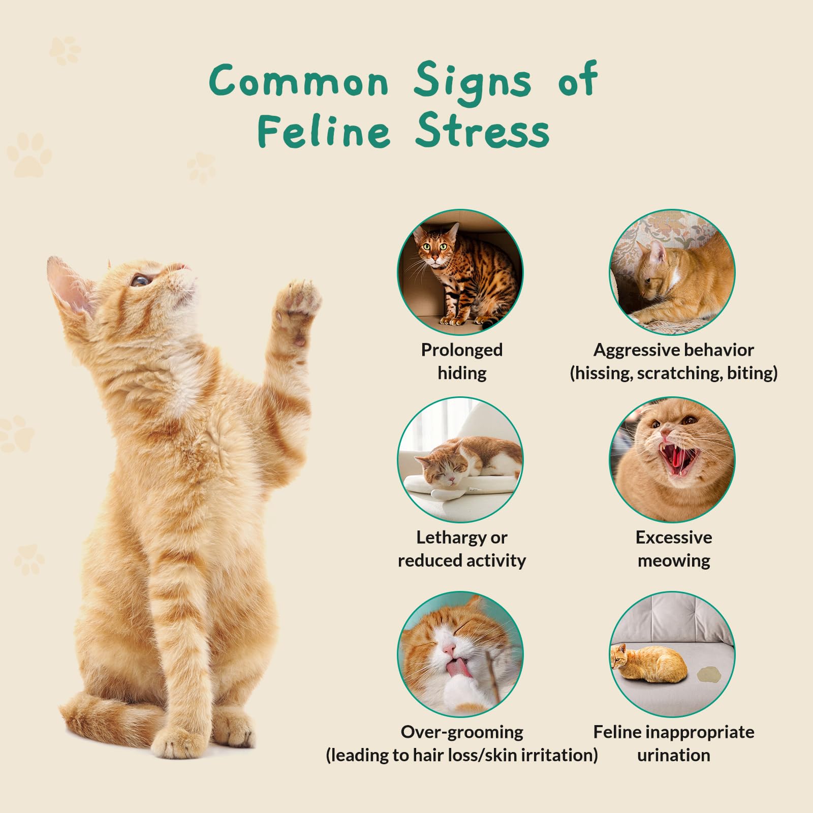 Pawith Cat Calming Patch vet-visit captures use for smoother vet experiences