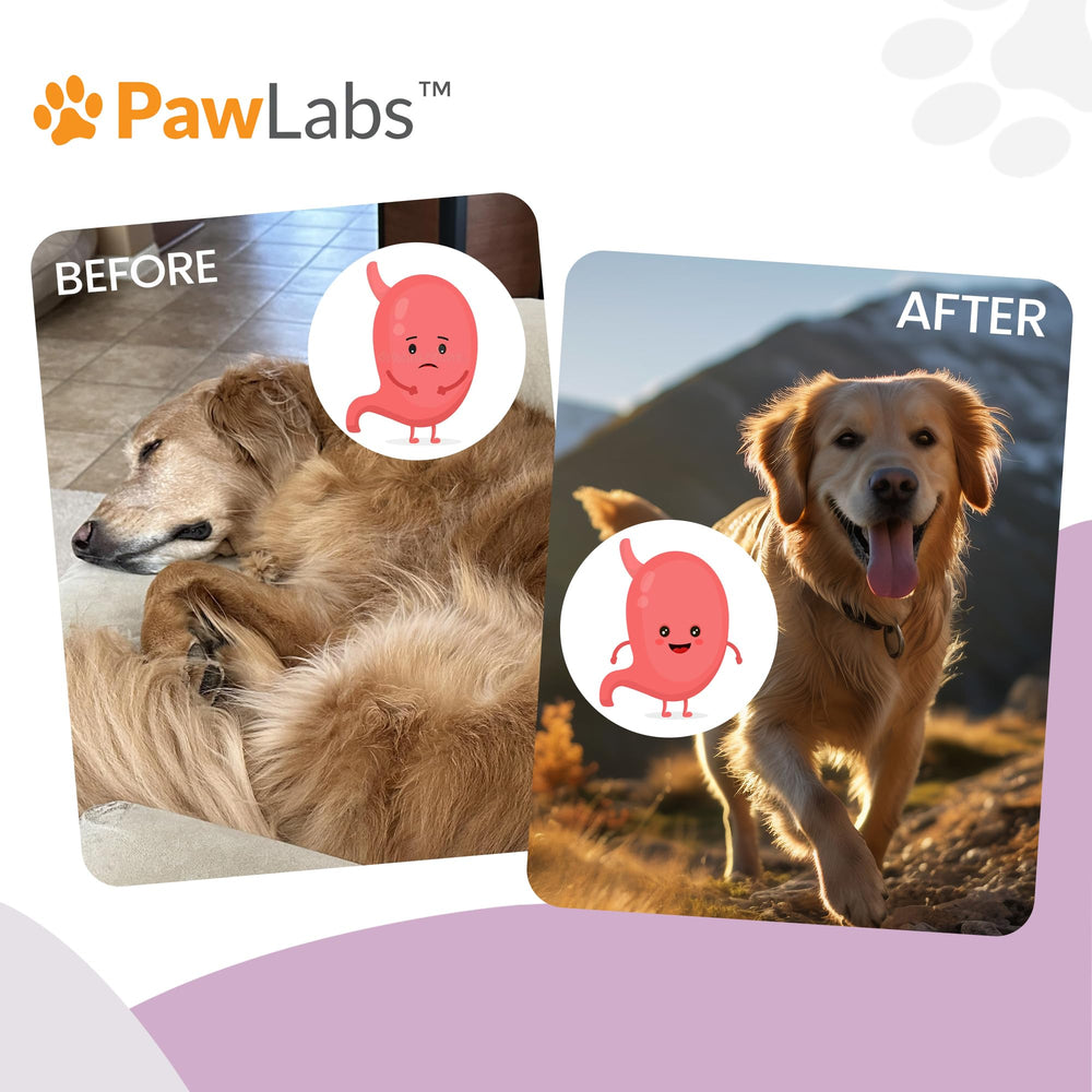 Pawlabs Gut Max made-in-usa seal on bottle indicating quality manufacturing