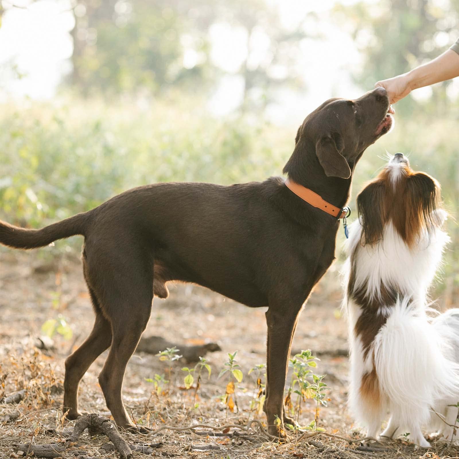 Pawmate dog eats chicken jerky tenders close-up bite advantage