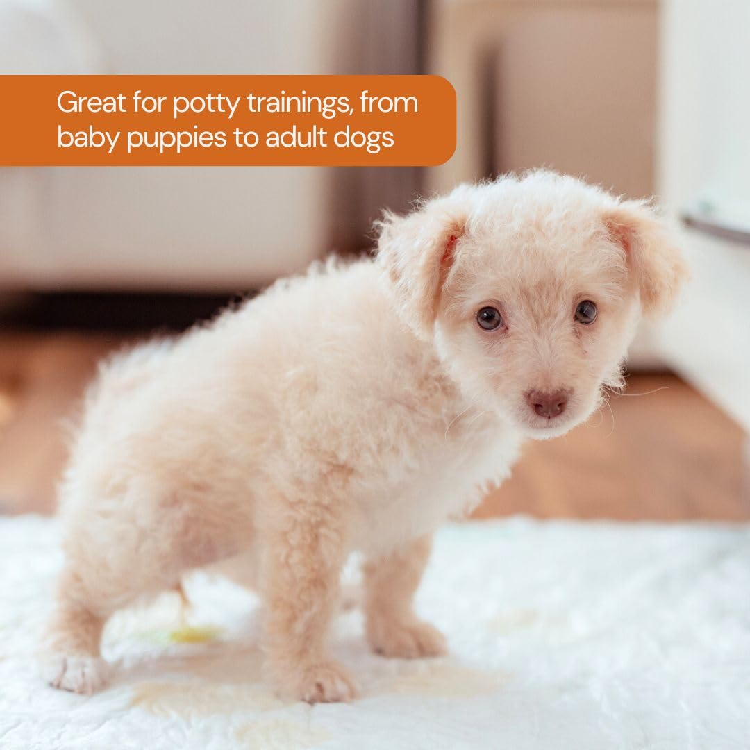 Pawpha UltraCare gentle-on-paws materials prioritize pet comfort.