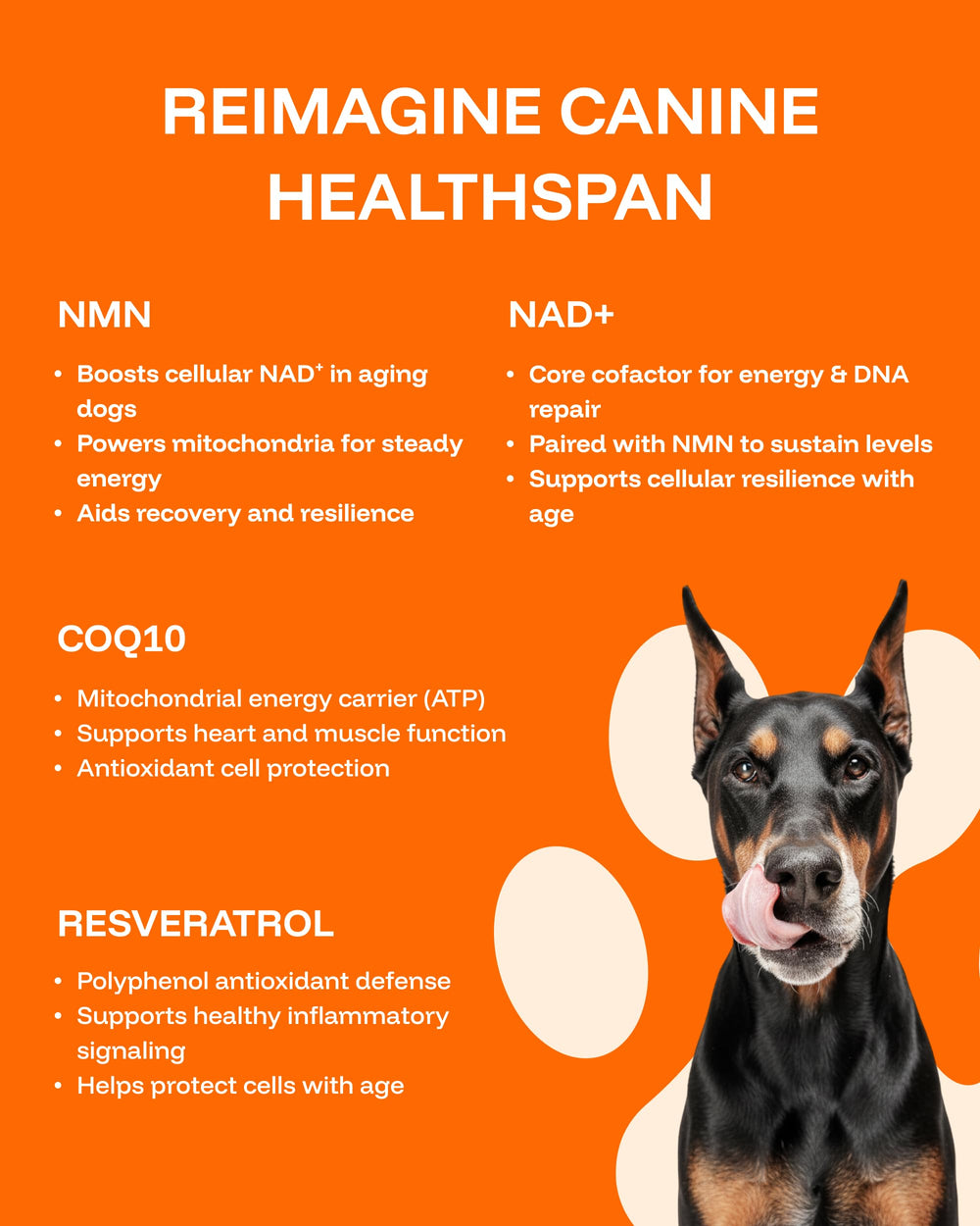 PAWPRINT LAB dog healthy vitality image conveys potential for renewed energy.