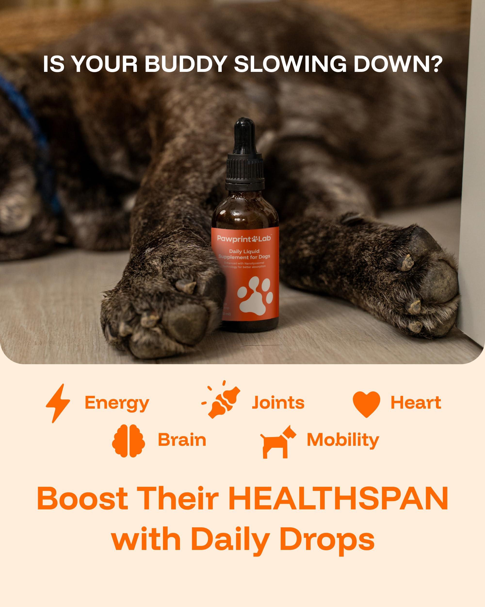 PAWPRINT LAB liquid drops administration demonstrates easy daily dosing for convenient care.