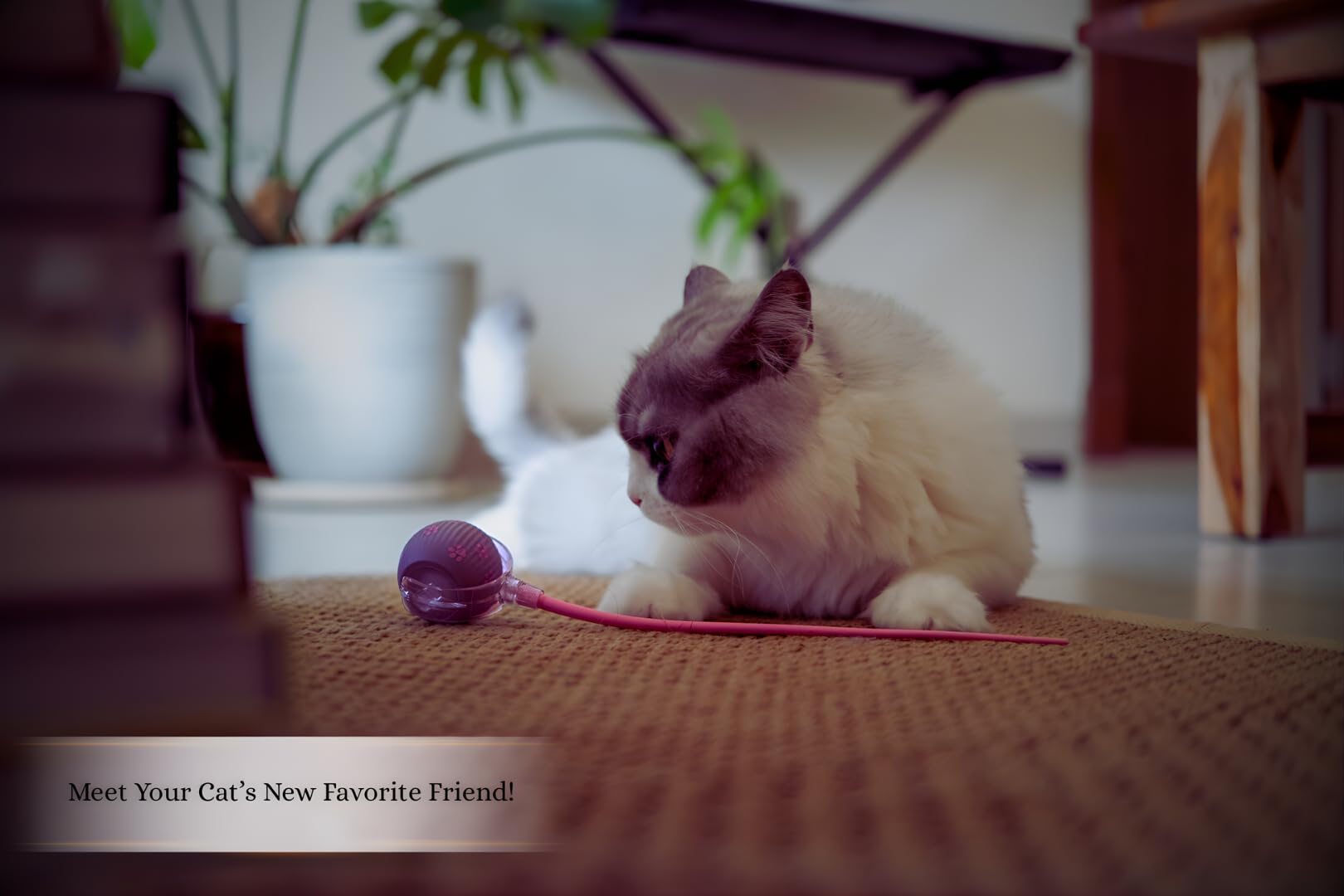 PAWQUÉR cat toy offers adjustable speed modes for kittens to energetic chases.