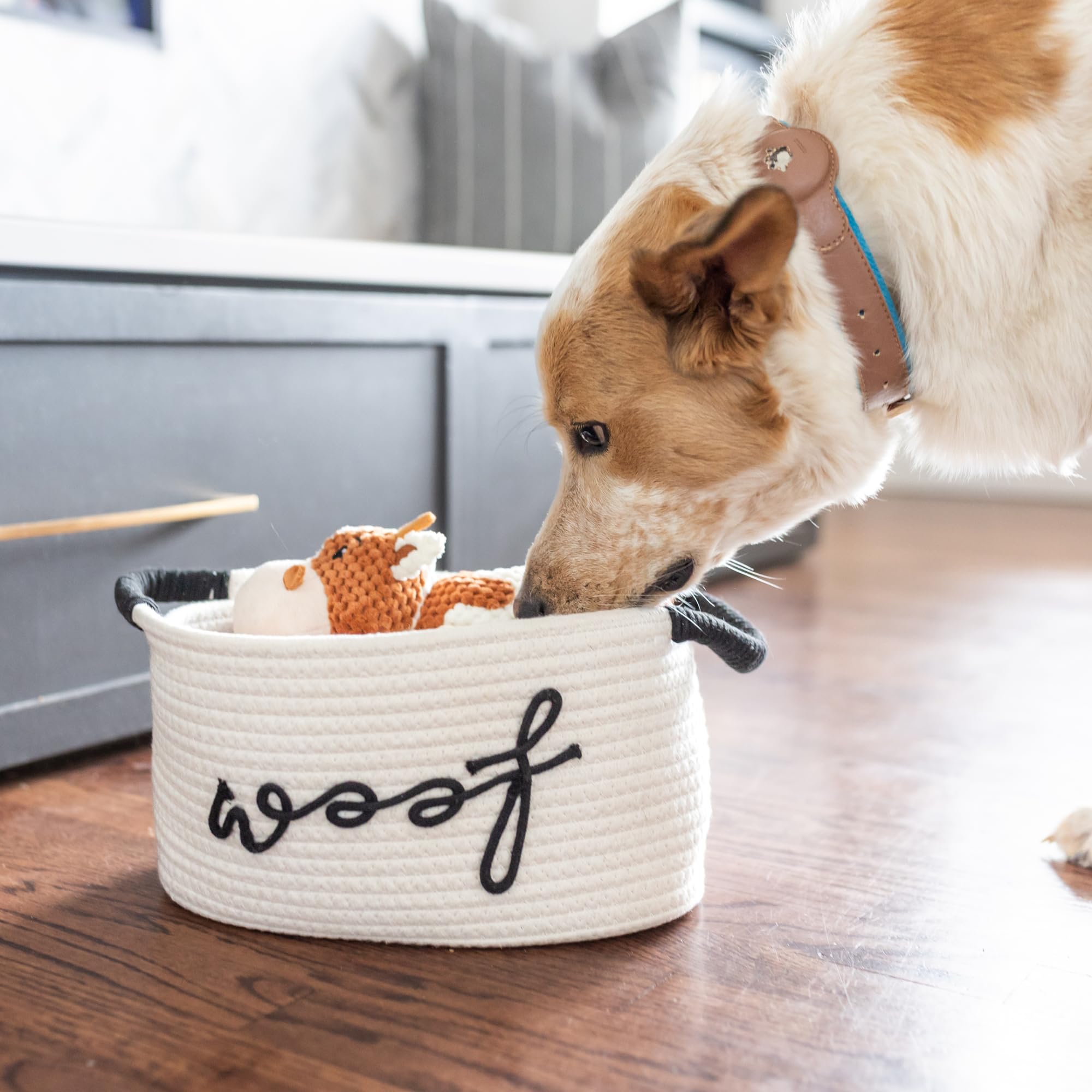 Paws For Reaction circle rope toy for durable tug-and-fetch fun