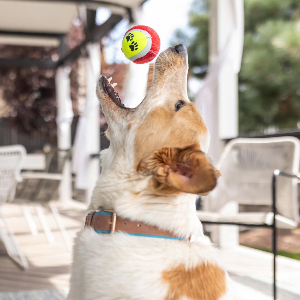 Paws For Reaction handwoven basket doubles as attractive storage