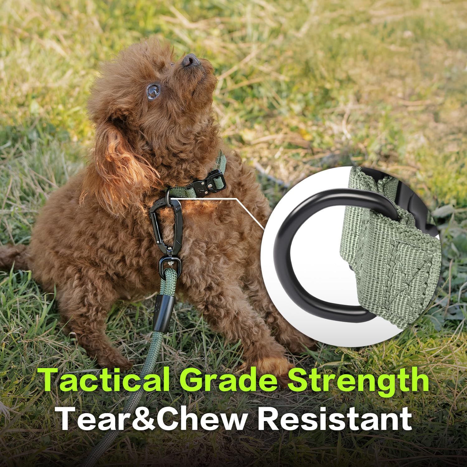 PAWS PASSION Cobra buckle close-up for quick secure fastening
