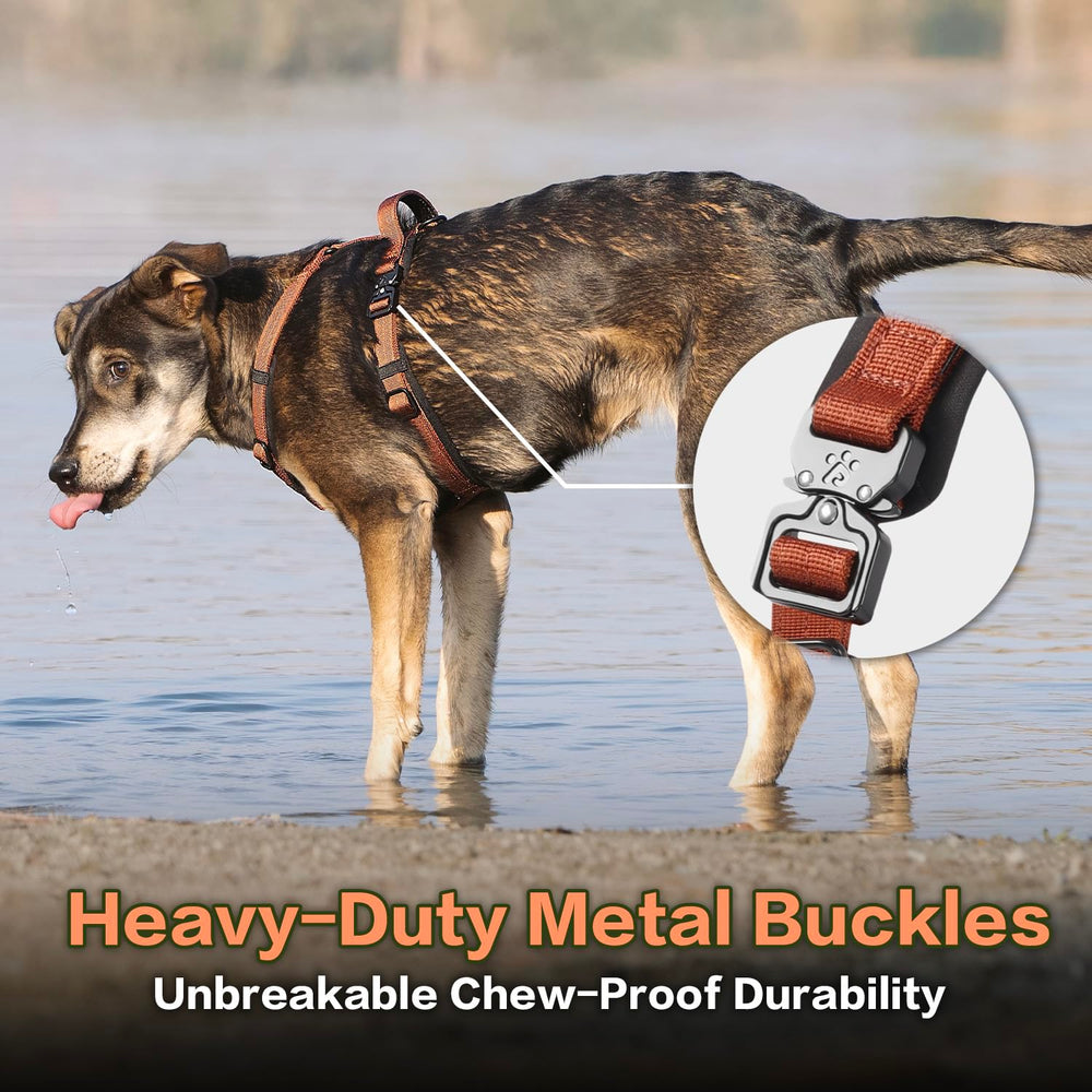 PAWS PASSION small dog harness adjustable straps demonstrate snug, secure fit during energetic strolls.