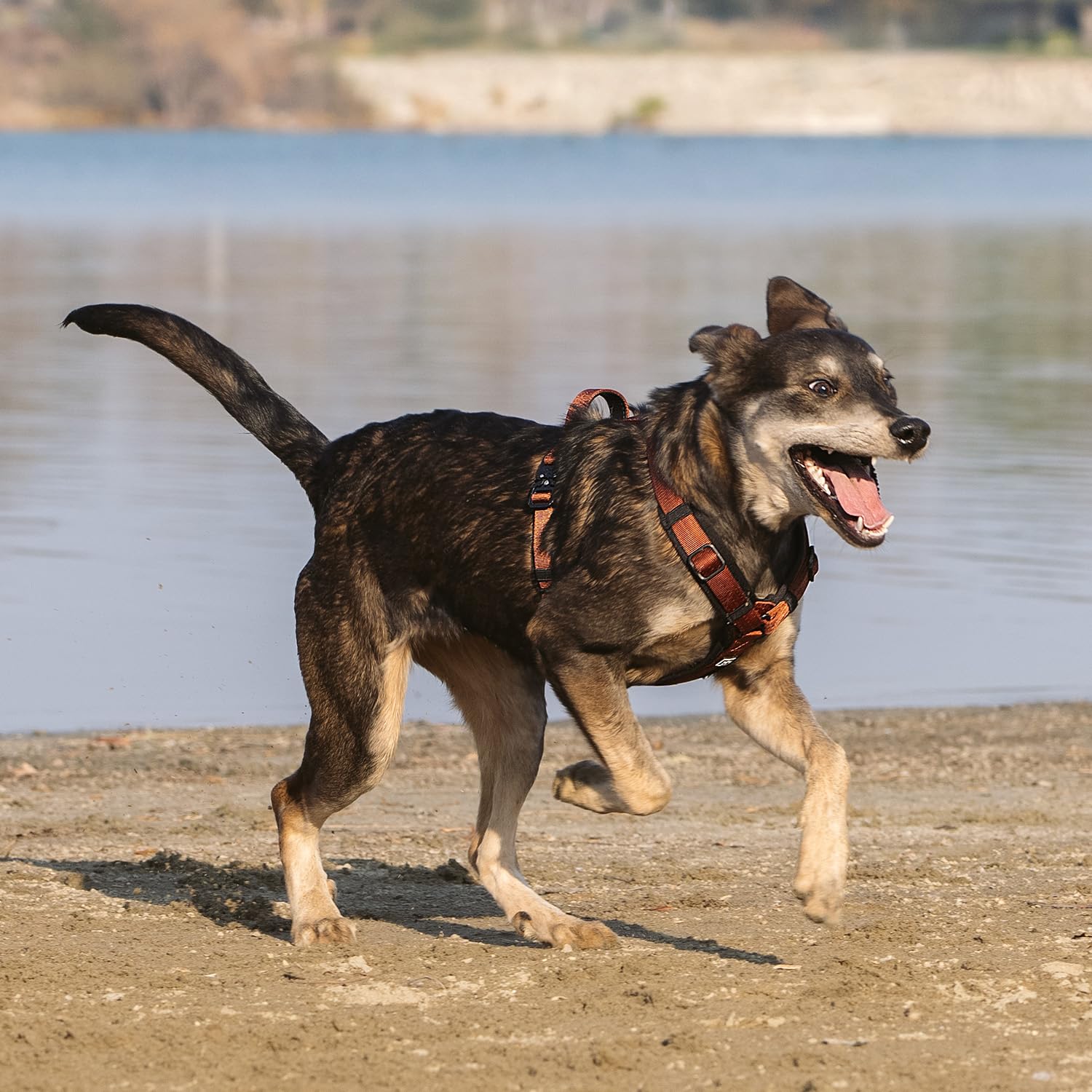 PAWS PASSION small dog harness metal hardware highlights durable, chew-resistant construction.