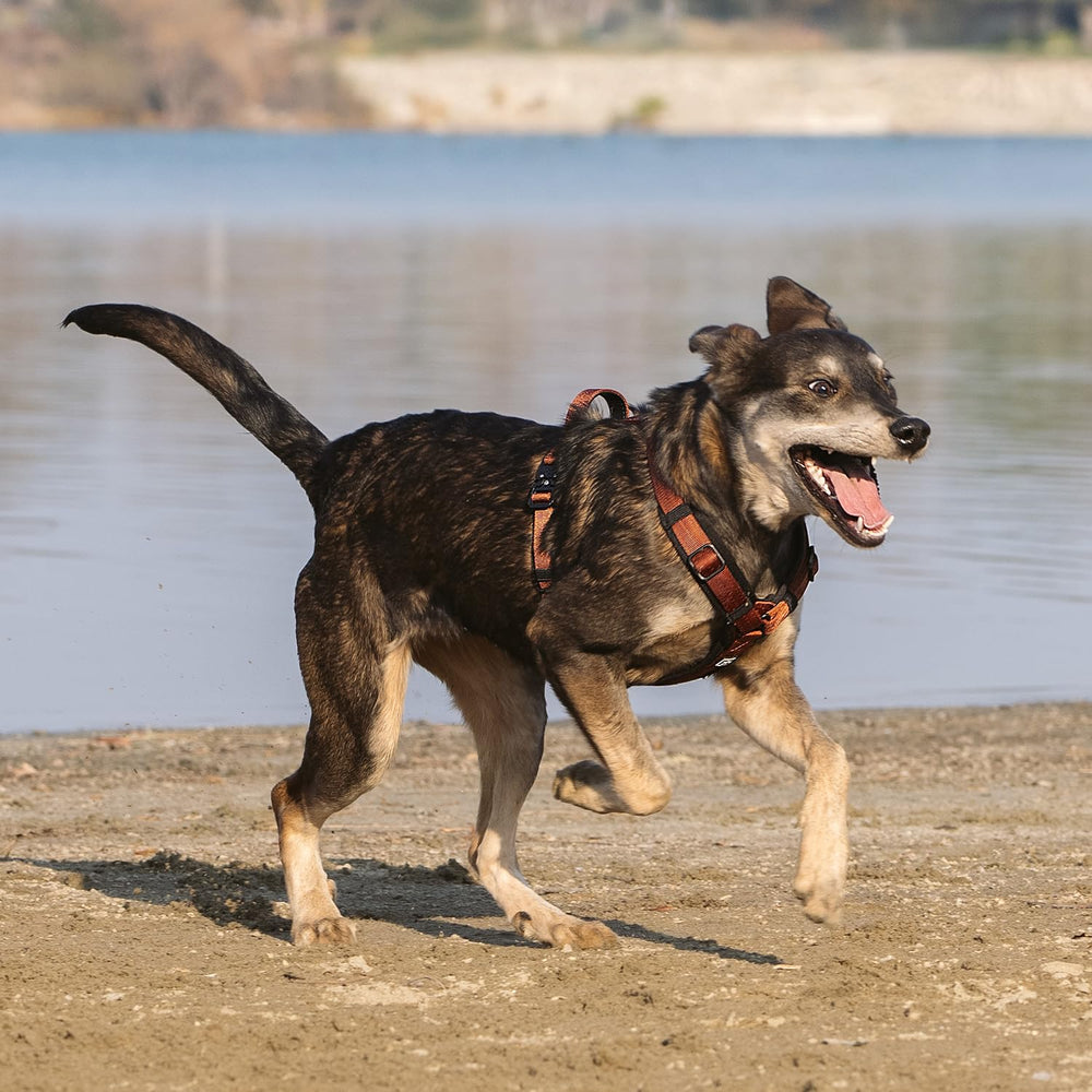 PAWS PASSION small dog harness metal hardware highlights durable, chew-resistant construction.