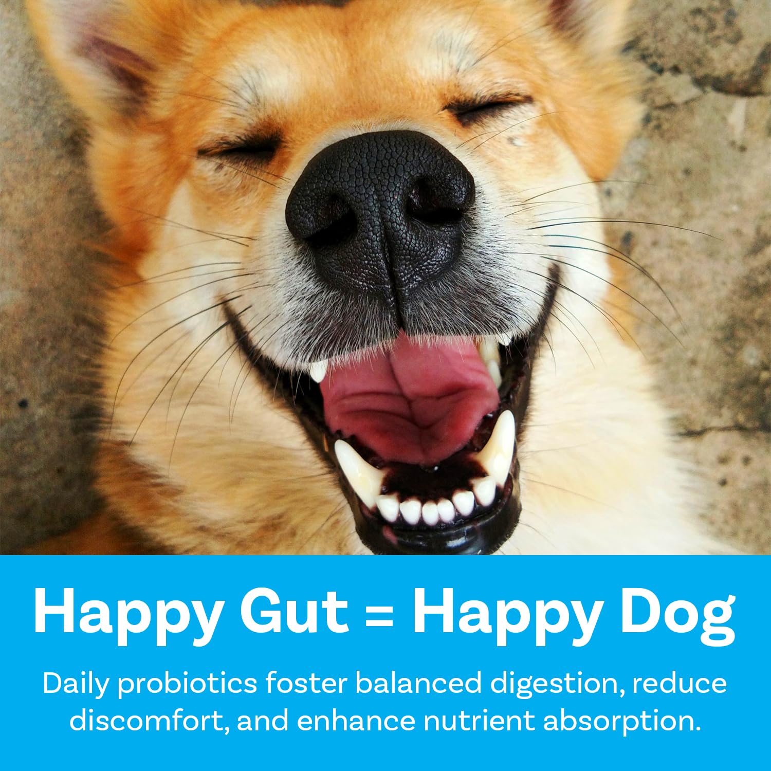PawSafe honey-chicken flavored chews appeal and immune-support potential