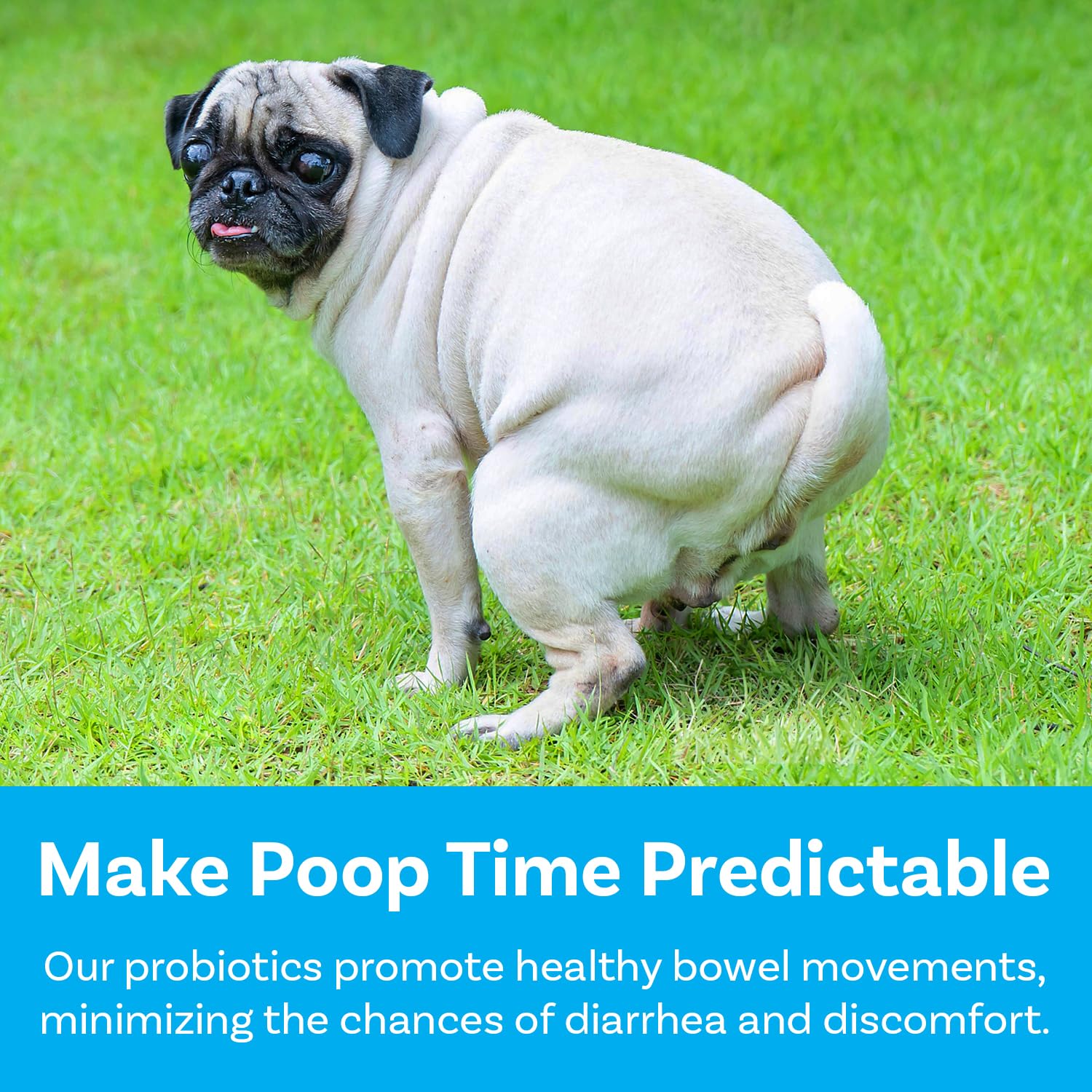 PawSafe gut scene showing balanced digestion in dogs