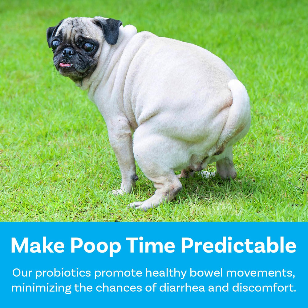 PawSafe gut scene showing balanced digestion in dogs