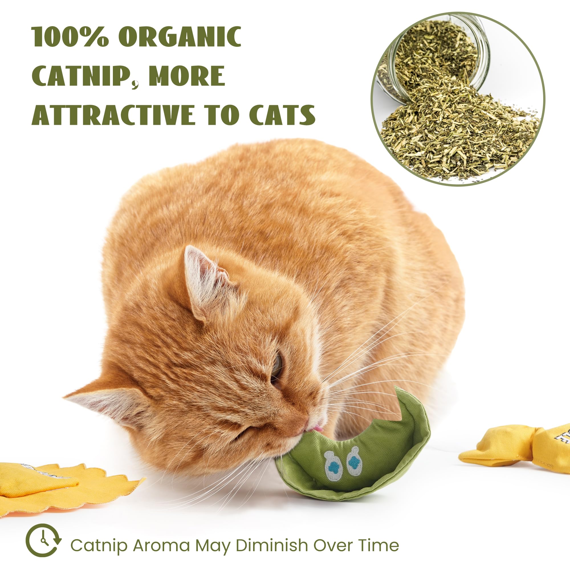 Pawsible Ravioli catnip toy kitten playtime image demonstrates engaging enrichment for young cats.