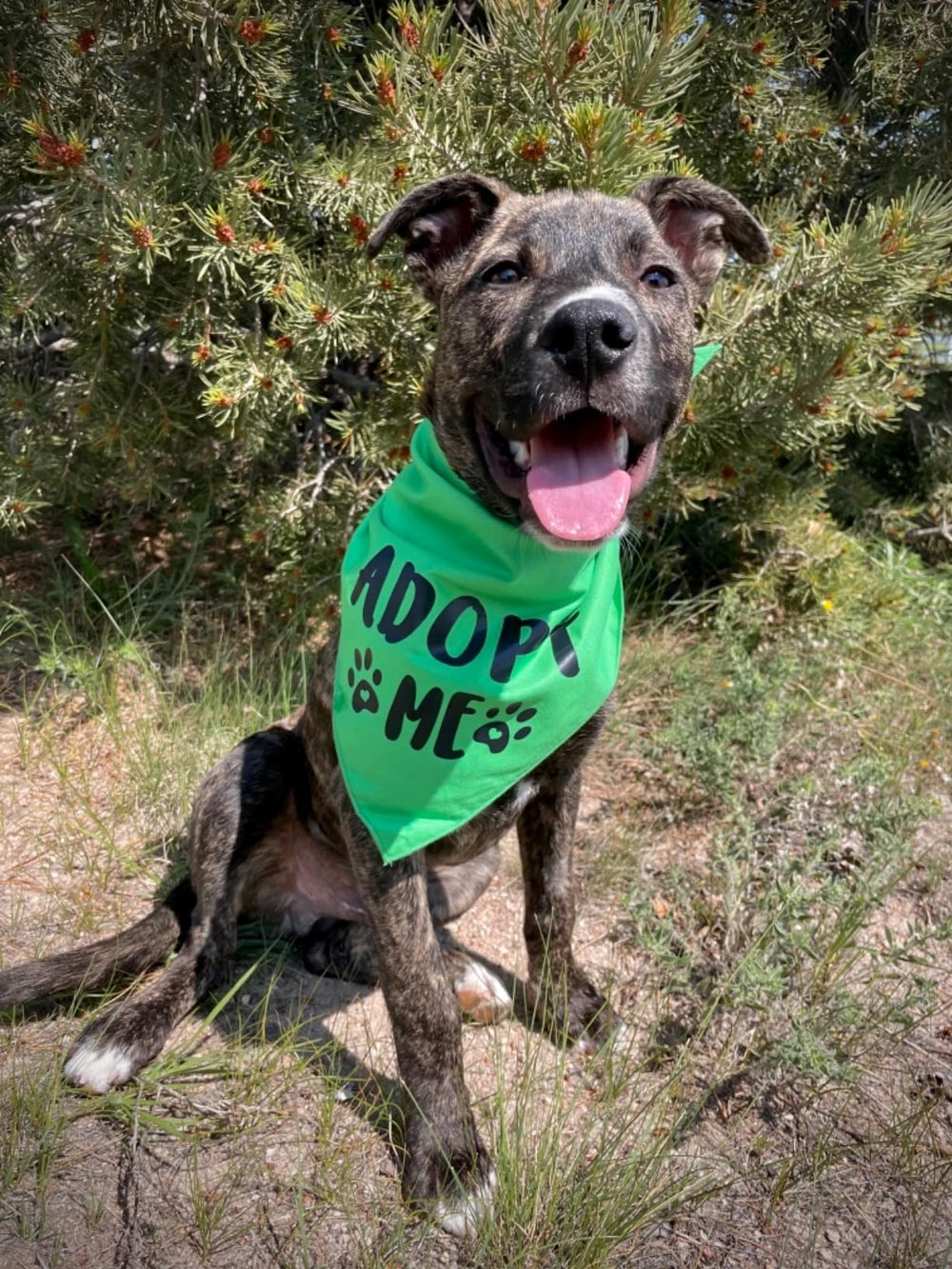 Pawskido Adopt Me Bandana hand-wash care guidance.