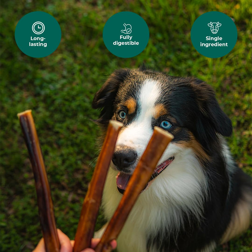 Pawsome Ranch Bully Sticks large dogs chew; satisfying long-lasting chew for bigger breeds.